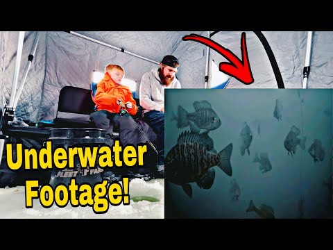 Ice Fishing For The BIGGEST Bluegills On The Underwater Camera!