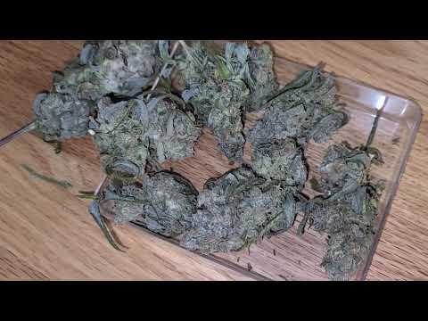 Dry Room Disaster (Mold)