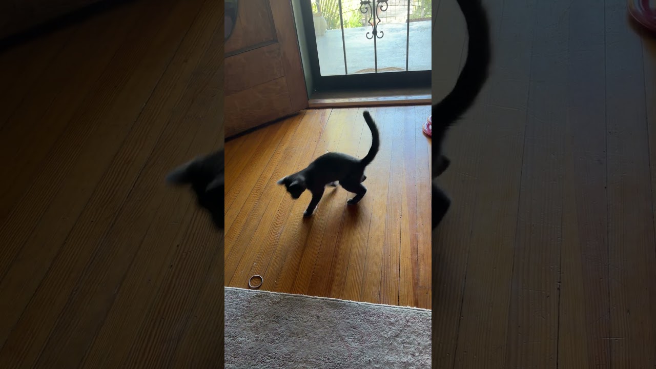 Enlarge Kimchi, a Adoptable mixed breed in Fort Collins, CO video 4/4