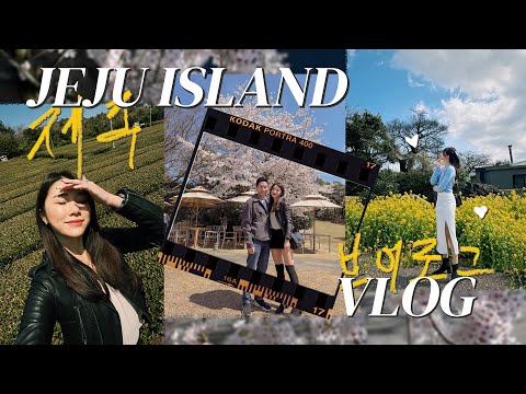 🇰🇷 [JEJU VLOG] Flores de cerejeira, comida incrível, Museu do Chá Osulloc 🌸🍃 | MOGABONG