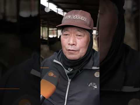 Video Thumbnail: Landwirt rettet verstrahlte Kühe in Fukushima als "lebendigen Protest" | #shorts #short