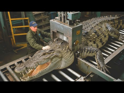 Inside a Crocodile Leather Factory | How Raw Crocodile Skin Turns Into Luxury Bags