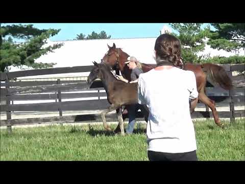 2022 Fuerst Belissaro x Wicked Lady (Widmark/Don Schufro/Londonderry) Filly 2