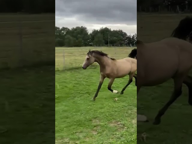 Yearling (1an) - Mâle isabelle - Papiers Sport