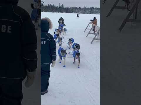 Erin Altemus ’97 at Beargrease Marathon