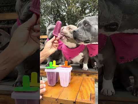 Picolé de Acerola com Mirtilo e Banana 🤩🐾 Marê é o nosso controle de qualidade 🤣