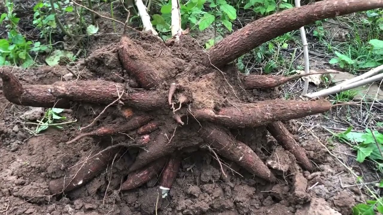 Colhendo mandioca com 6 mês e a melhor lua para plantar, veja o estouro que fico a macaxeira.