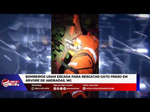Bombeiros usam escada para resgatar gato preso em árvore de Andradas, MG
