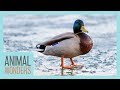 Why Don T Duck S Feet Freeze On Ice