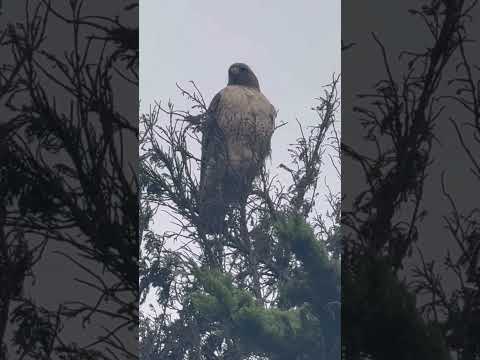 Red Tailed Hawk Ocean Beach San Francisco