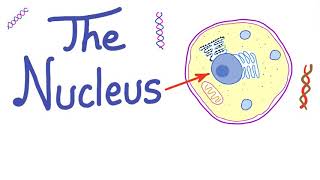 The nucleus | The Controller of Your Cell