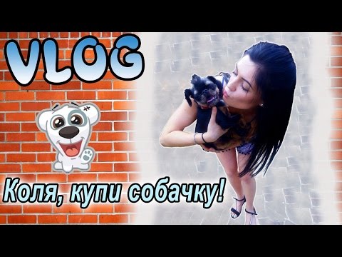 Коля, купи собачку!/Дача: бассейн, бургеры, квадроцикл и грифон