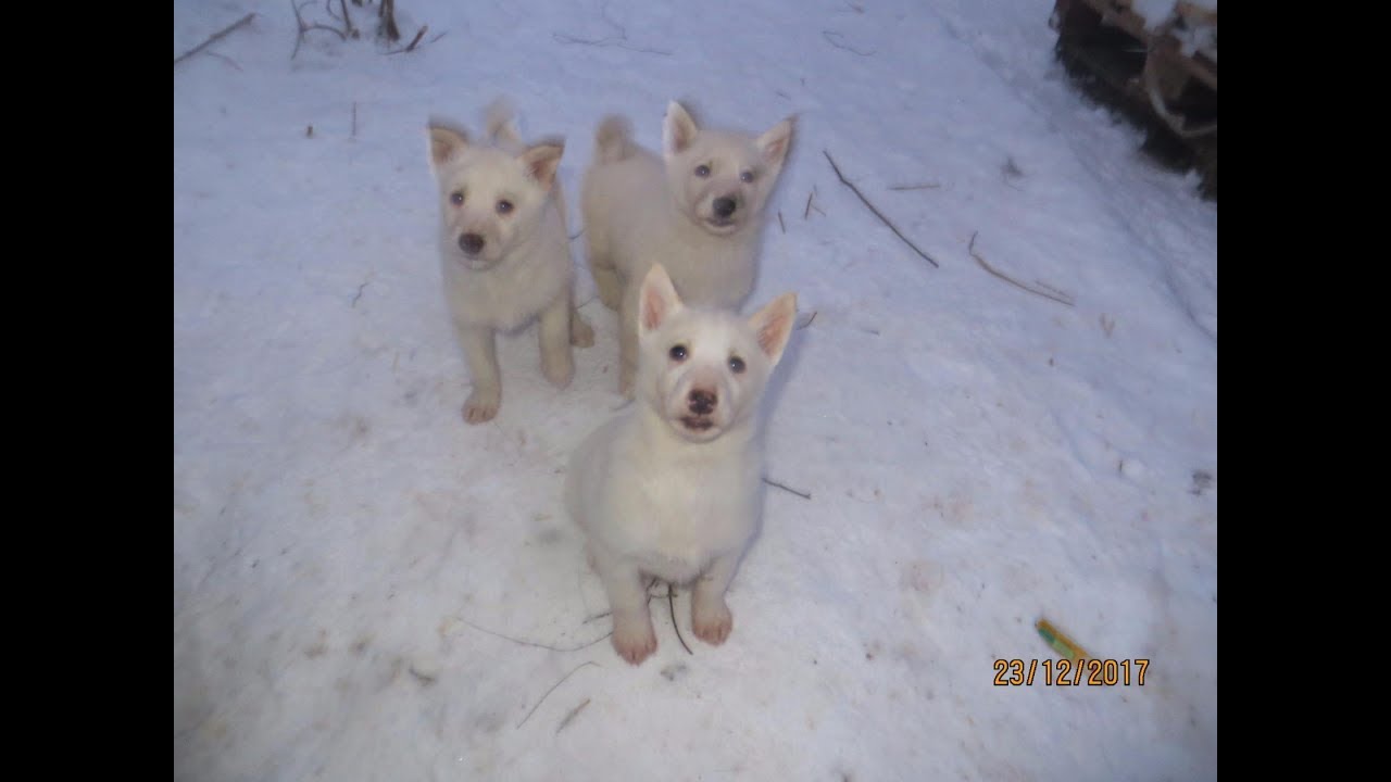 БЕЛЫЕ УМКИ .