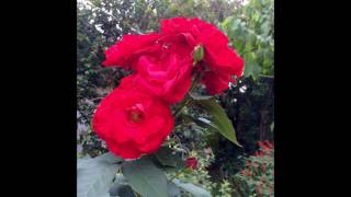 POR CAUSA DE VOCÊ - FILÓ MACHADO E CIBELE CODONHO