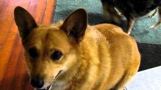 Sasha and Badger playing 8-15-11.avi