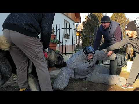 Kaukázusi juhászkutya 15 hónapos kan első tesztje.Emőd Vezére Turan