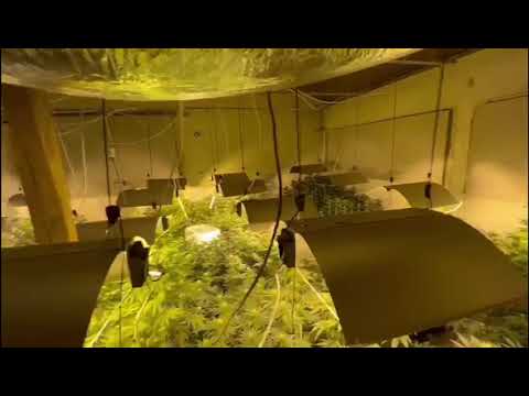 Powiat myślenicki. Zlikwidowano dużą plantację marihuany