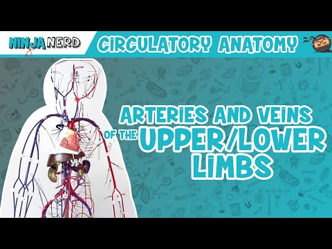 Cardiovascular Anatomy of the Heart Heart Model