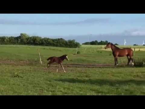 Nekton x Cassini II Hengstfohlen Stamm 18b1