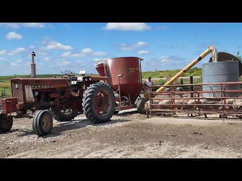 Grinding Feed for Finishing Hogs
