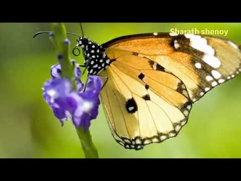 PURALAN DAKD POYANA RANGA- VIDYA BHUSHAN  - TULU DEVOTIONAL SONG