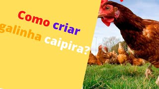 Como Criar, Quais as raas de galinhas caipiras para ganhar dinheiro na internet, 25 reais a duzzia