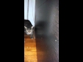 Ellie shy girl comes out and play. Cat sitter NYC ...