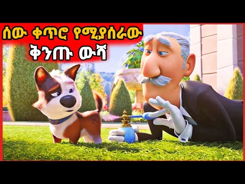 በተፀዳዳ ቁጥር ሁሌ ሽቶ የሚቀባው ቄንጠኛ ውሻ! | Yabro Tube | Mert Film - ምርጥ ፊልም | Film wedaj | Sera film