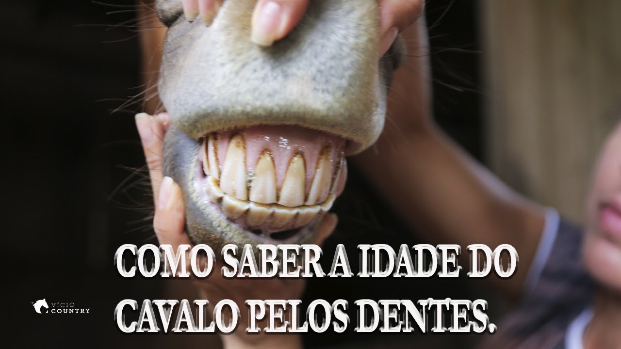 Como saber a idade aproximada pelos dentes do Cavalo?