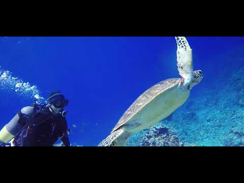 yonaguni movie