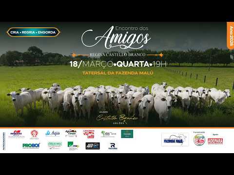 LEILÃO COMERCIAL ENCONTRO DOS AMIGOS - ABEL FIGUEIREDO / PARÁ