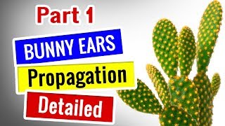 cactus care for beginners | Bunny Ears Propagation - Opuntia Microdasys -