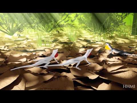 Reproductive Isolation and Speciation in Lizards — HHMI BioInteractive Video