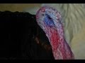 Funny Turkeys gobbling and making funny sounds, Have a Laugh :)