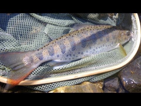 Fly fishing for Amago trout in Japan