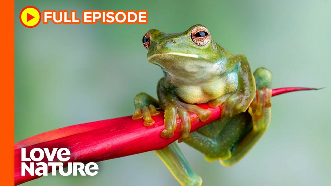 Fascinating Frog Facts You Never Knew | Wildlife Icons Ep202