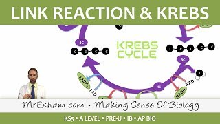 Cellular Respiration - Link Reaction and Krebs - Post 16 Biology (A Level, Pre-U, IB, AP Bio)