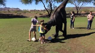 Dino Crew Entertainment Birthday Video