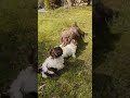 Shih Tzu dogs for sale: Shih Tzu Puppy 2 - Video 1