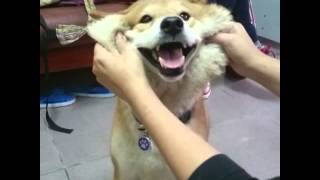 Re: [討論] 想領養狗狗