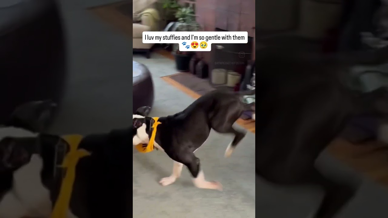 Enlarge PW, a Adoptable Mixed Breed in San Francisco, CA video 6/6
