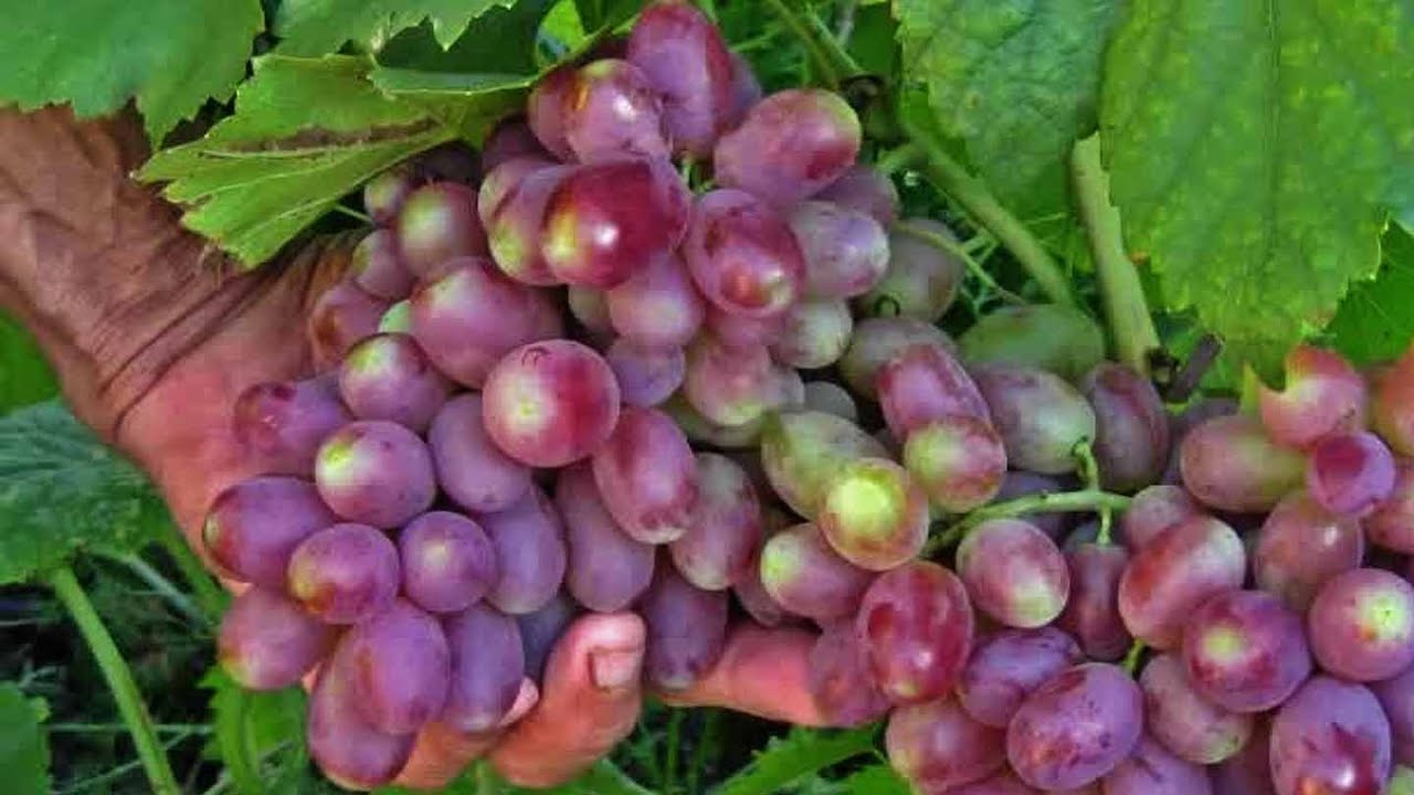 Виноград Андрюша