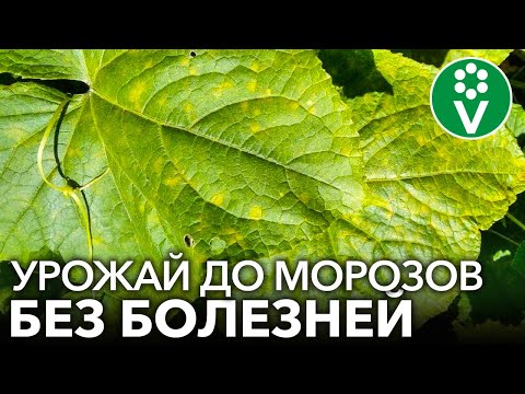 КАК Я СПАС ОГУРЦЫ ОТ ПЕРОНОСПОРОЗА без чудо-средств, а доступными продуктами