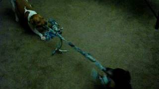 dog tug of war