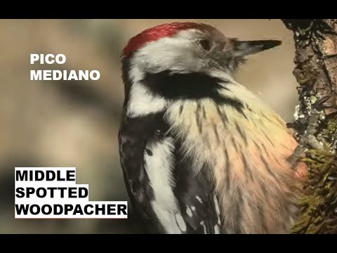 PICO MEDIANO | MIDDLE SPOTTED WOODPACHER | Dendrocopos