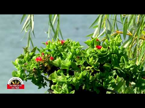 Marin Petrică Cristian - Cântec de pahar - Emisiunea Petreceți cu noi