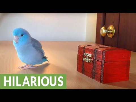 Charlie the Parrotlet puts his money in the bank