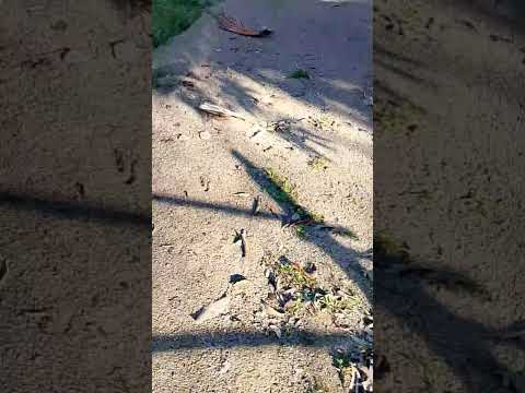 House & Land for Sale