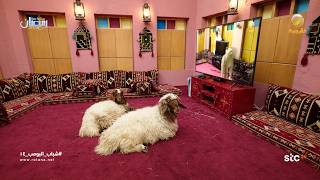 الاستراحة قلبت سوق غنم - شباب البومب 14