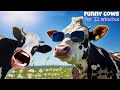 FUNNY COW DANCE FOR 12 MINUTES STRAIGHT | Cow Song & Cow Videos 2024 | Cow dance mix | dancing cow